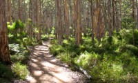 boranup forest
Margaret River